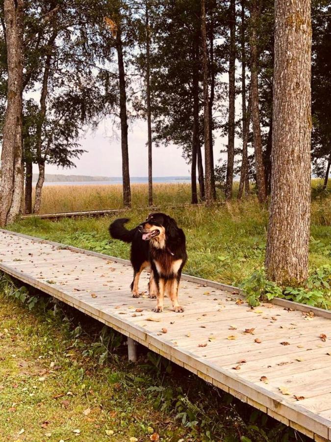 Bebru Maja - Beaver House Usma Eksteriør billede